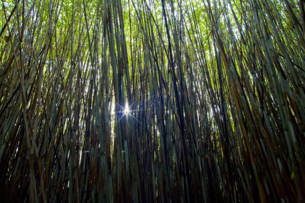 Bamboo Forest, Gloucestershire
